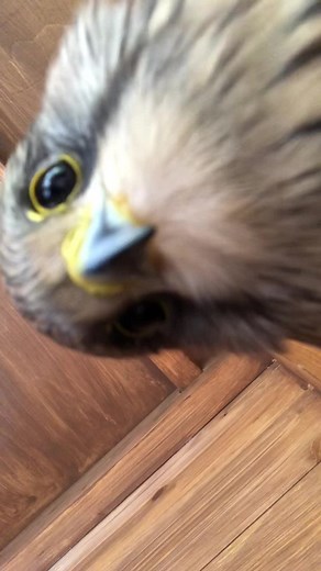 Loud Common Kestrel Call | Falconry and Bird Lover's Delight