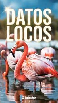 Why are flamingos PINK 😳 The strangest pink bird on the planet #flamingo #shortvideo #nature