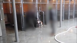 Focus: Disturbing footage shows impounded dog shot
