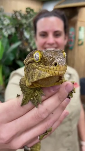 Discover the Fascinating World of Leachie Geckos