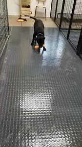 1.6K views · 64 reactions | We are having open house today 11-1 PM. The Rescue is located at W3239 Schmidt Rd Brillion, WI. | 911 Dog Rescue Inc. | Facebook