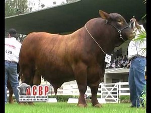 Brangus Unleashed: A Thrilling Cattle Odyssey Across Australia and Paraguay