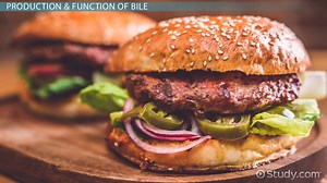 What is Bile? | Function & Production - Video | Study.com