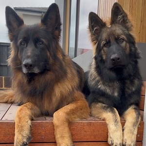 Kaos & Mayhem on Instagram: "How the head tilts are made  Kaos heard Mayhem crying so he had to give him a KISS Follow @absolute_kaos1 for more cute content #barked#instadog#gsdofinsta#gsdofinstagram#gsddaily#gsdnation#gsdstagram#dogsofaustralia#dogsofinstagram#gsdpuppy#gsdcorner#germanshepherdsdaily#germanshepherdlife#dodo#sablegermanshepherd#germanshepherds#instagramdog#dogheadtilt#headtilt#puppysounds#doesyourdogheadtilt#howtoheadtilt#kisses#dogkisses"