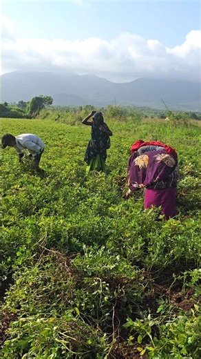 Farmer🧑‍🌾 Farm Work 🌾 Indian Farmer 🔥#agriculture #satisfying #shot #farming #farmlife #farmerslife