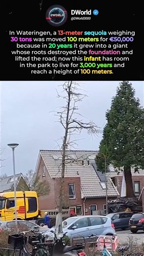 The giant's move: how a sequoia tree “escaped” from the garden for €50,000