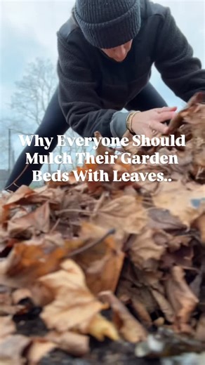 Garden Tips•Good Food•Lifestyle on Instagram: "Leaf Mulch Top 3 reasons.. 1. They insulate plant roots from freezing temperatures Leaves create a natural blanket that protects roots from harsh temperature swings and deep freezes. 2. They prevent soil erosion and compaction Winter winds, snow, and rain can strip or compact soil. A leaf layer keeps the soil in place and preserves its structure. 3. They feed the soil as they break down Even in winter, microbial activity continues. As leaves slowly 