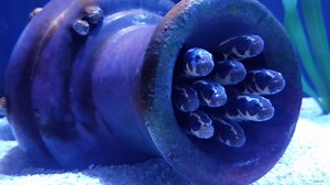 10K views · 164 reactions | Newport Aquarium Reopens to All Guests Starting Tomorrow June 25! Make a new friend...or 10, like these Engineer Gobies in the epic NEW exhibit Shipwreck: Realm of the Eels! Remember to get tickets or make your Passholder reservations online. Find everything you need to know before your visit at NewportAquarium.com/PlaySafe | Newport Aquarium | Facebook