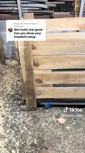 Efficient Livestock Treadmill Setup for Show Lambs