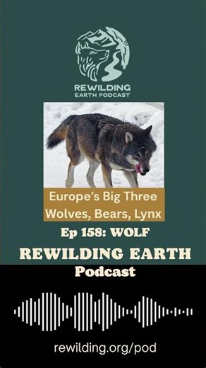 Episode 158: Europe’s Big Three – Wolves, Bears, Lynx. Part 1: The Wolf’s Uneasy Return to Germany