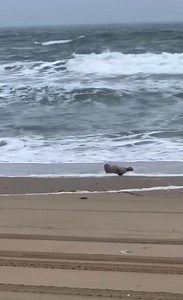 11K views · 284 reactions | A seal spotted in Carova! Video by Chelsea! | Outer Banks | Facebook