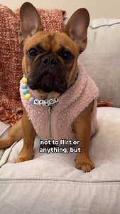 a frenchie’s love language 🧀 | Vixbull Frenchies