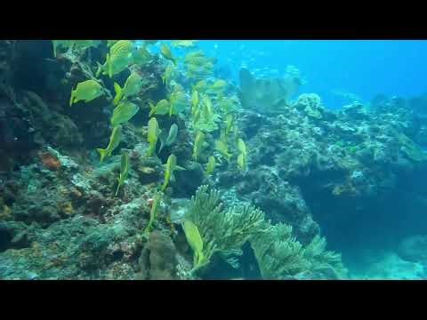 Full scuba video Cancún musa