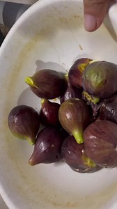 4K reactions · 231 shares | In Calabria, fig’s season has started, and Nonno shows you how to eat them 朗❤️ | Cook & Eat Like An Italian | Facebook