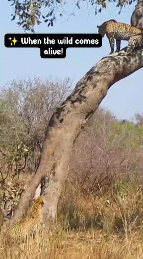 1M views · 11K reactions | Two leopards face off in a fierce battle for dominance—strength, speed, and survival all in one breathtaking moment.  See more incredible wildlife moments!  Link in bio #SBSafaris #LeopardBattle #WildlifePhotography #KenyaSafari #NatureUnleashed #BigCats #WildlifeAdventure #FBLifestyle #public | SB Safaris Kenya | Facebook