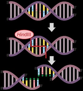 Nuclease - Alchetron, The Free Social Encyclopedia