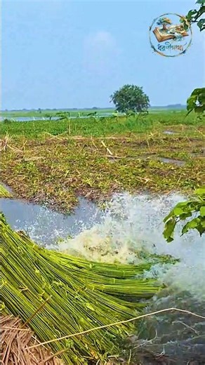বাংলার সোনালী আঁশ: পাট নামানোর দৃশ্য 🌿 | Village Life Bengal #shorts #jute #villagelife #ruralbengal