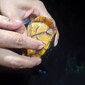 66K views · 1.3K reactions | tortuguita casco de mula | Pesca y Aventura | Facebook