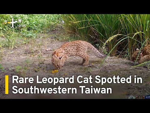 Rare Leopard Cat Spotted in Southwester Taiwan | TaiwanPlus News