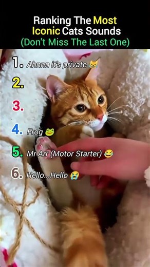 Ranking Most Iconic Cats Sounds 😂🎶#cat #sound #shorts #funny #pets