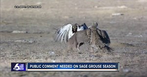 Idaho Fish and Game seeking public comment on proposed sage-grouse hunting season