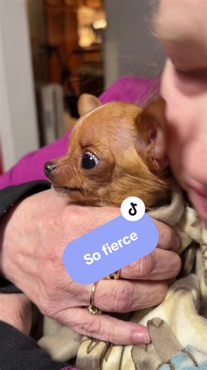 She a spitfire at 1.5 pounds and he’s a lovable hunk at 75pounds. Daisy Mae is really a sweetheart too, she was just acting for the camera she said. 😂😭 #daisymae #teacupchihuahua #cutedog #pittbull #mynameisjeff @Todd D. @Sandi Shackelford