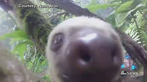 Curious Sloth 'Takes' a Selfie