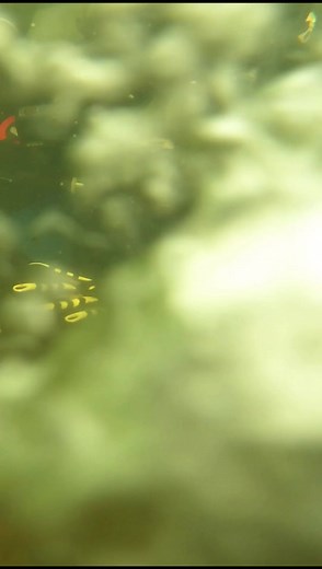 163K views · 976 reactions | Rock Paper Scissors underwater 藍 #scubadiving #games #reels #instagood | Adam Brown Adventures | Facebook