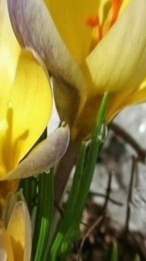 Stunning Flower Display: Crocuses and Tulips in Focus