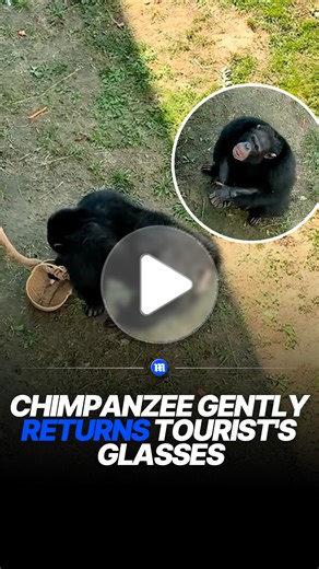 Chimpanzee helps return tourist’s dropped glasses at zoo