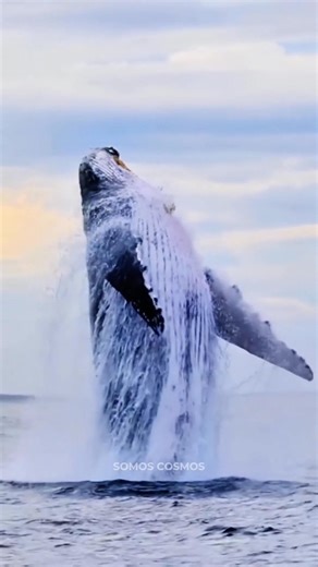 704K views · 16K reactions | ¿Qué tan grande es el animal más grande del planeta? | Somos Cosmos | Facebook