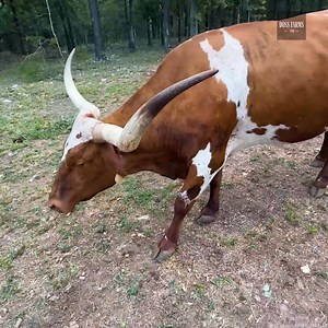 We Found a Calf In Our Woods #FarmLife #Farming #Cows #Calf | Doss Farms