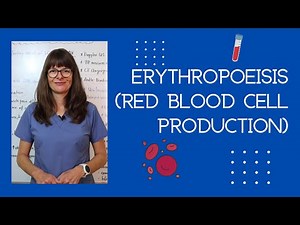 Erythropoeisis (Red Blood Cell Production)