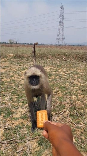 He Locked Eyes… And Came Closer 😳🐒👀!
