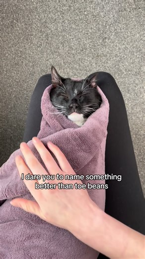 10K views · 3.5K reactions | Toe beans rule the world 來 . . . . #bigstretch #toebeans #catsofinstagram #catlover #tuxedocat #purrito #catmom | Harvey the Tux | Facebook