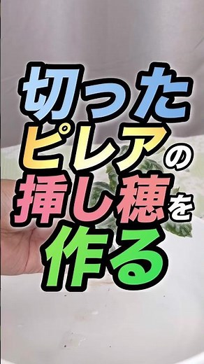 【ピレアの挿し穂】作り方•増やし方 #ピレア #アルミニウムプランツ #挿し穂 #挿し芽 #挿し木 #穂木 #葉挿し #作り方 #増やし方 #観葉植物 #観葉植物初心者