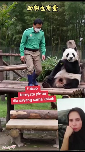 Fubao panda: cara menjaga hubungan kakek dan cucu