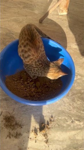 Mogli vs Cat Vs pluto😱|#683