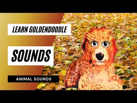 Learn Goldendoodle Sounds - barking dog goldendoodle