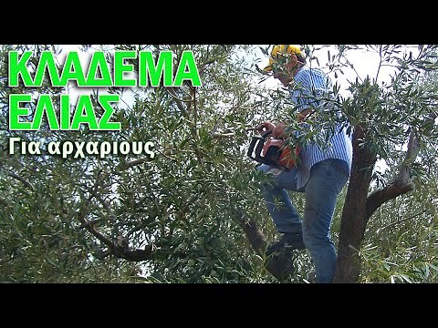 OLIVE TREE PRUNING FOR BEGINNERS