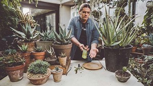 Cuatro formas de reproducir el Aloe Vera