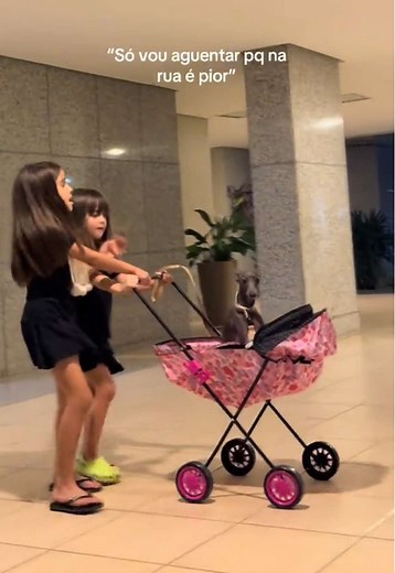 Astolfo, o Galguinho: A Vida com um Greyhound Italiano