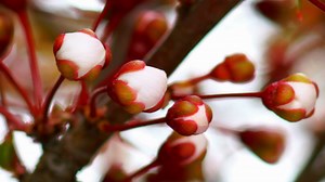White flowers openning  - Free Stock Video