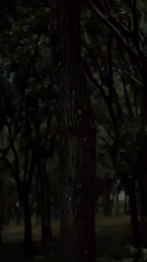 Exploring Forest Beauty: A Silent Tree Journey