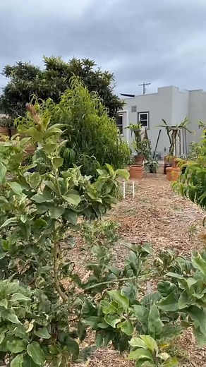 124K views · 664 reactions | Make sure to prune off these offshoots from your fruit trees! #garden #gardening #howto #plants | The Gardening Guru | Facebook