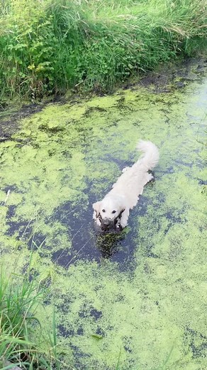 Meet Hubert the Golden Retriever and His Adventure with Too Much Mud