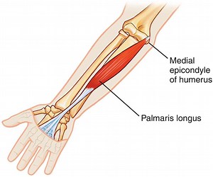 Muscle of the Day: Palmaris Longus — Experience Physical Therapy - Buffalo Grove, IL
