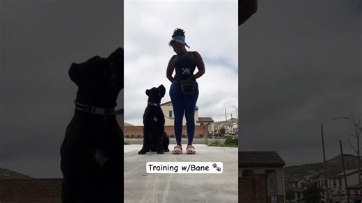 Training my puppy Cane Corso with clever techniques