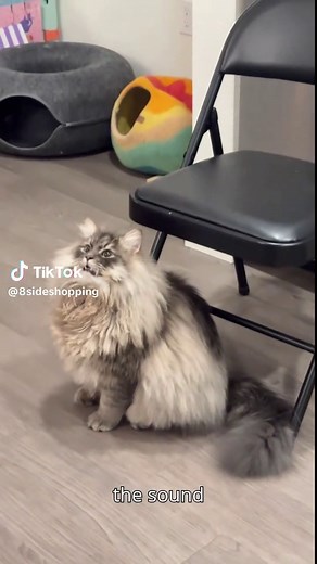 Understanding Cat Chirping Behavior Explained