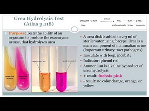 Urea Hydrolysis Test - Microbiology Class - Podcast (CC)